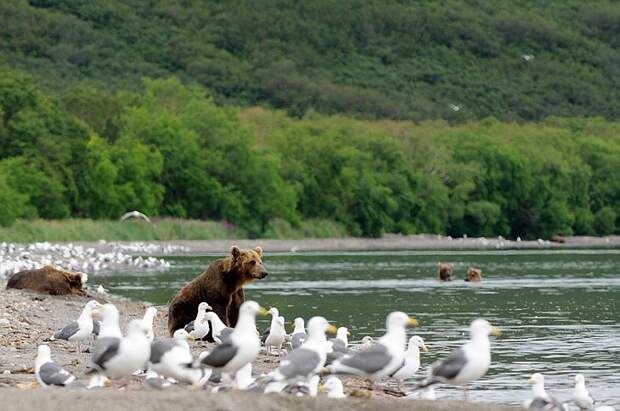Bears with seagulls near the mouth of the Severnaya spawning creek on Kuril Lake/n South Kamchatka Sanctuary<><>South Kamchatka Sanctuary; sockeye; seagulls; Kamchatka; bear; Kuril Lake; salmon; spawning