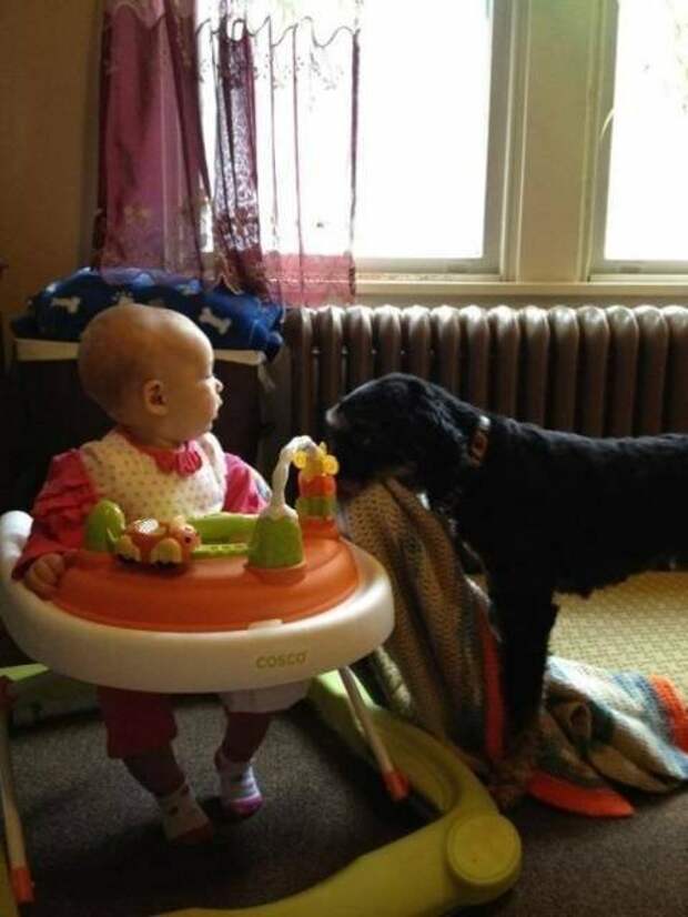 Собаки и дети — лучшие друзья навеки! дети, животные, собаки