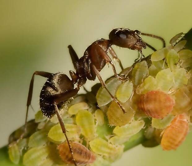 Сожительство насекомых и растений СОЖИТЕЛЬСТВО, муравьи, насекомые, растения