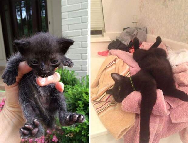 Подборка фотографий спасенных кошек Подборка фотографий спасенных кошек животные, коты