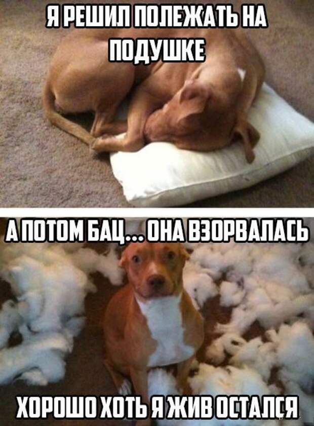 Просто смешные картинки с подписями Просто смешные картинки с подписями весело, с подписями, смешные картинки, юмор
