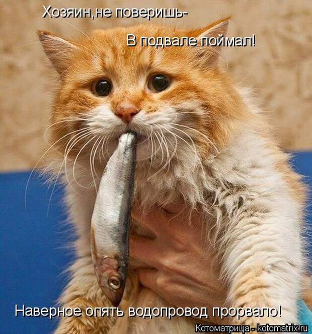 Котоматрица: Хозяин,не поверишь- В подвале поймал! Наверное опять водопровод прорвало!