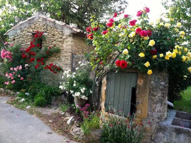 В прованском саду обычно используют почвопокровные и плетистые розы. © ladolcevitacalifornia  📷 
