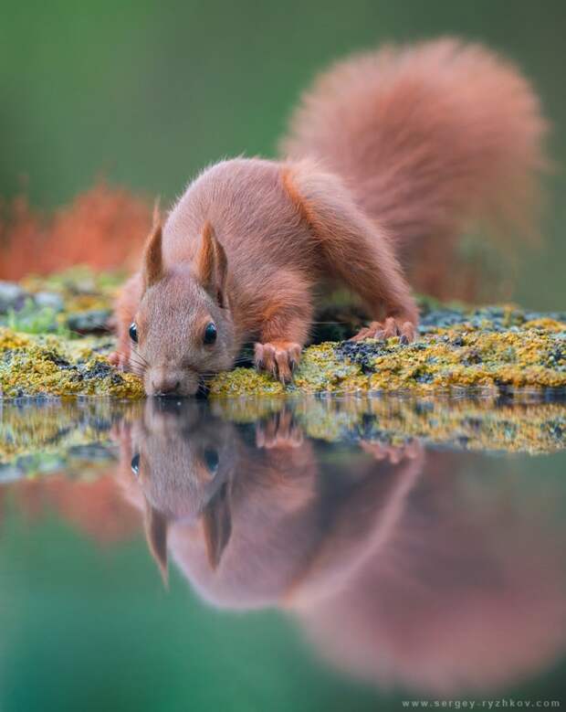 Лучшие фотографии от National Geographic октябре 2015