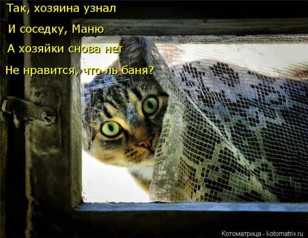 Лучшие котоматрицы недели (50 фото)