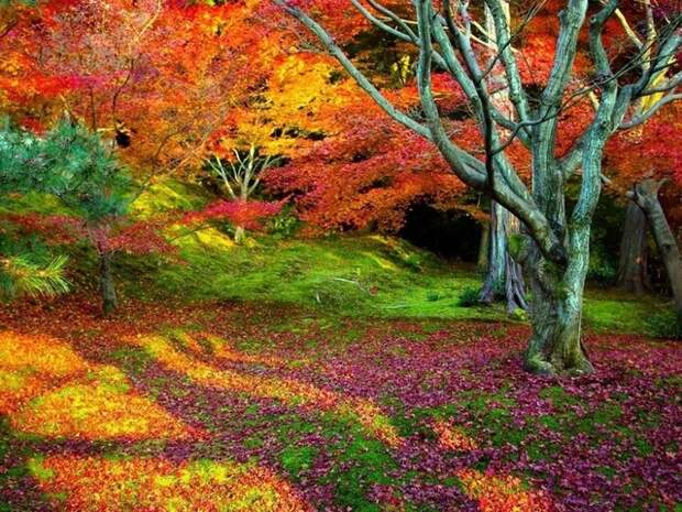 природа, пейзаж, дерево, деревья, листья, осень, листопад, красота, фон, ярко, красочно Обои скачать бесплатно