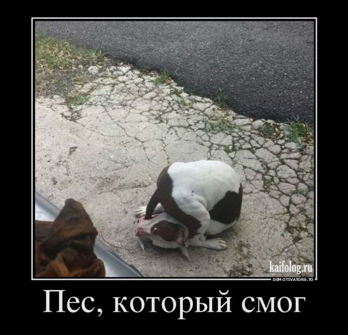 Смешные демотиваторы - 252 (55 демотиваторов)