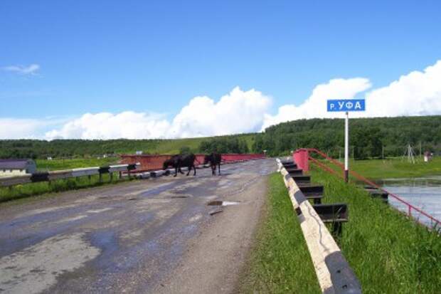 Коровам правила дорожного движения - не указ.