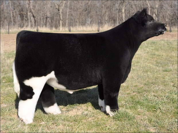 Пушистые коровы cows 004 Плюшевые красавицы коровы из Айовы