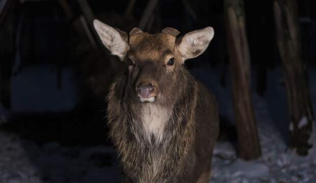 Фото: С.Скоробогатов