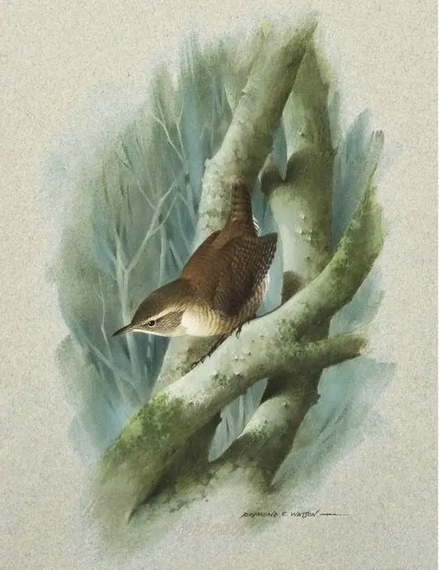 всяк по своему птицы. у каждого своя птица. птицы и белки на дереве. Raymond cyril watson. весенние птички.