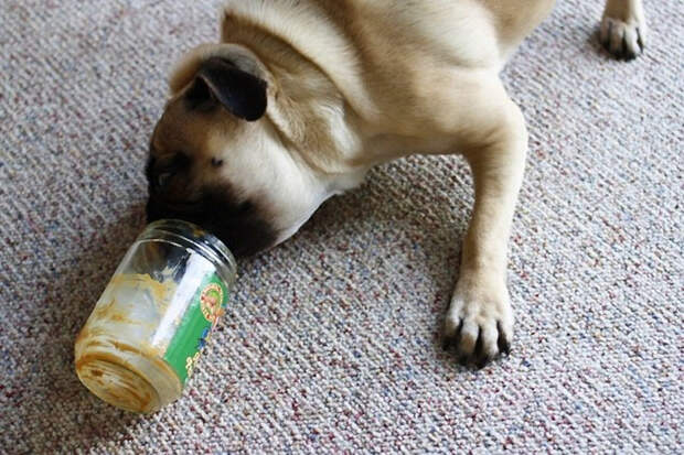 Жизненные советы от пса Мёрфи