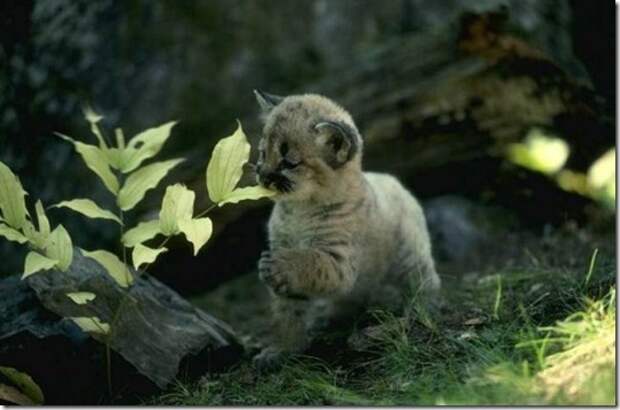 clip_image039
