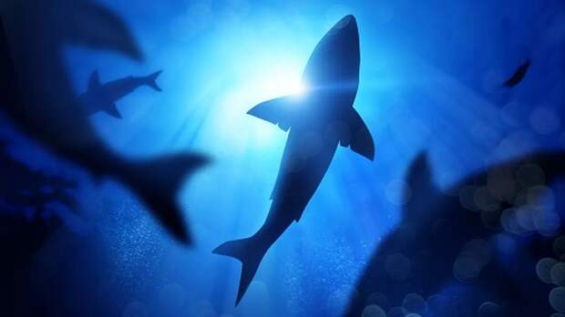 В Папуа-Новой Гвинее заметили «шагающую» акулу 