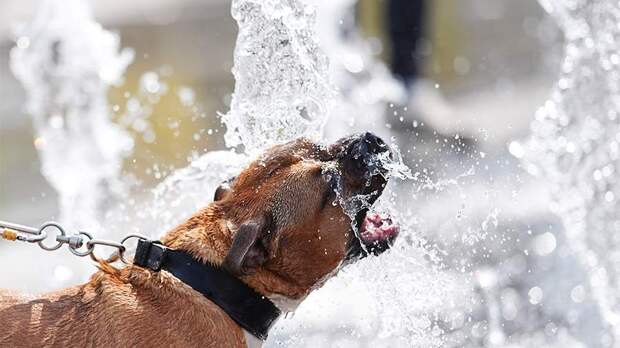 Синоптик предупредила об аномальной жаре в Москве