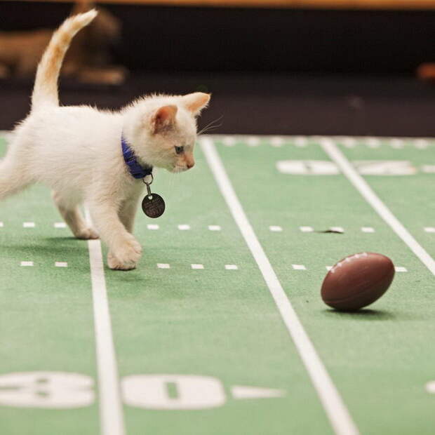 Чемпионат по кошачьему футболу Kitten Bowl