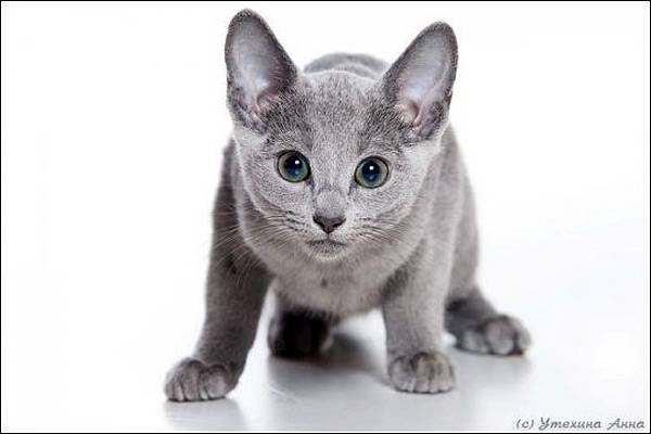 Русская голубая кошка. История Русская голубая кошка, фото породы кошек фотография кошки