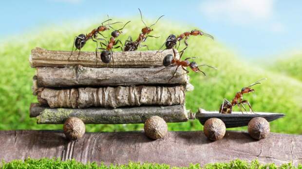 Среди муравьев тоже есть мошенники и коррупционеры. британские учёные, наука, юмор