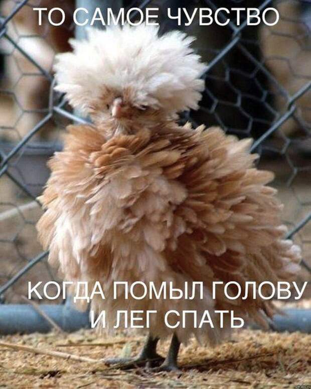 Смешные приколы прикол, смех, стеб, хорошее настроение, шутка