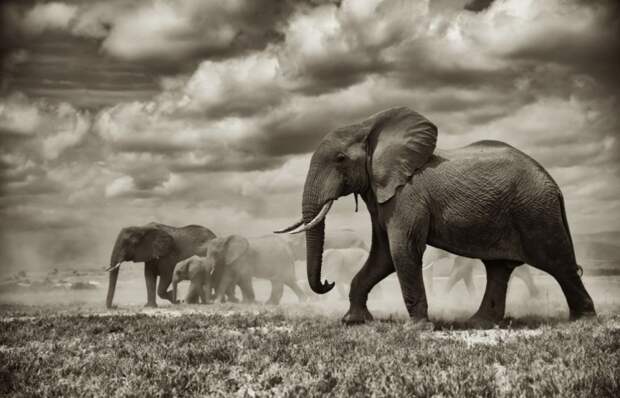 National Geographic: лучшие фотографии июня geographic, national, фотографии