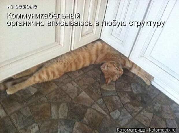 Новые юморные котоматрицы (27 шт) Новые юморные котоматрицы (27 шт)