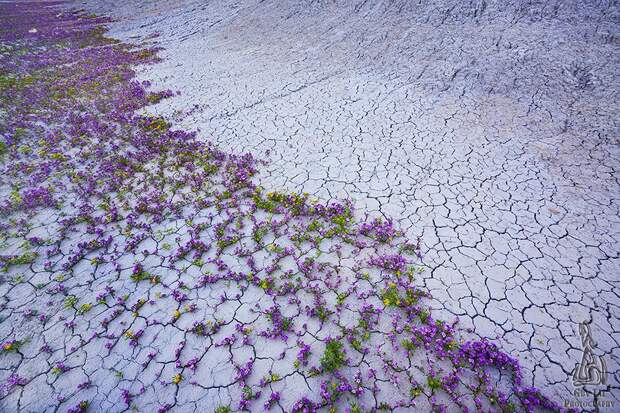 UtahDesert09 Цветущая пустыня Анза Боррего