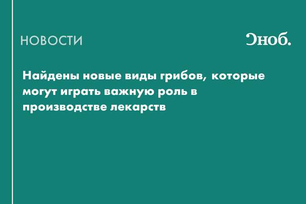Найдены новые виды грибов, которые могут играть важную роль в производстве лекарств