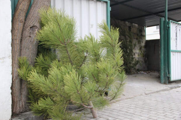 В Севастополе используют новогодние елки в качестве натурального удобрения
