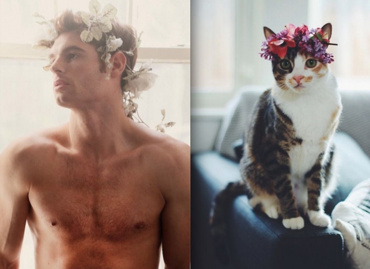 коты воссоздают фотографии, коты кошки фотографии моделей, коты повторяют фото моделей