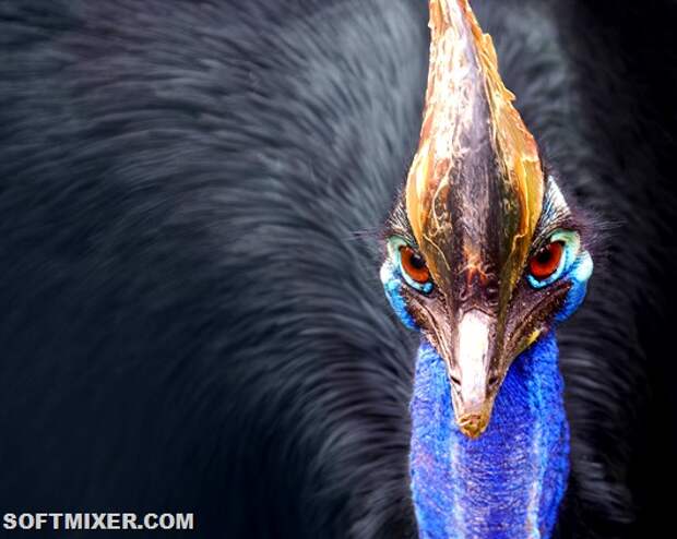 Cassowary_head_frontal