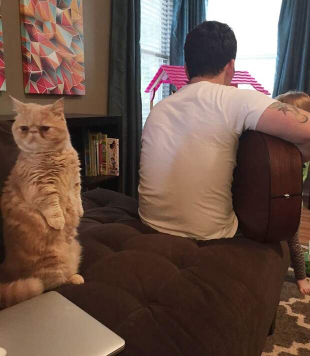 кот Джорж 