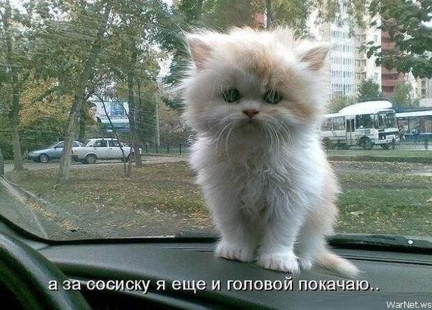 авто, автоприколы, приколы