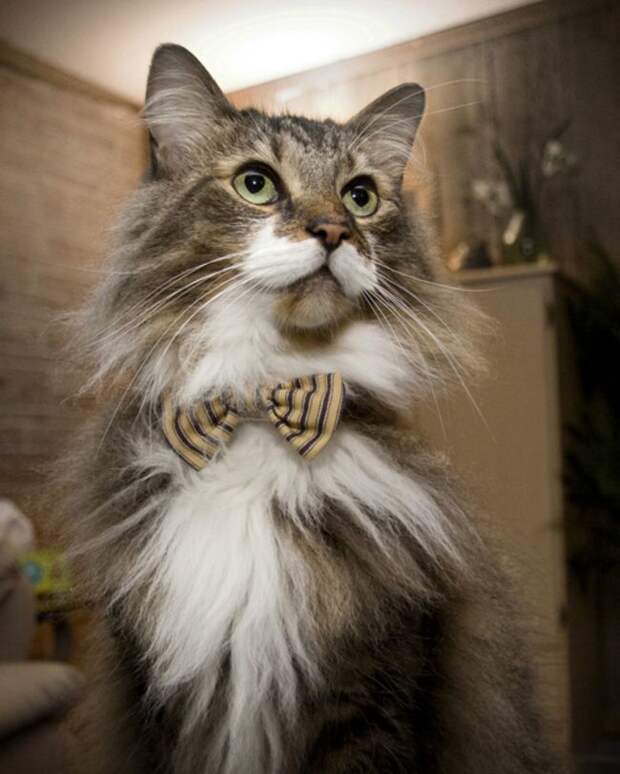 стильные кошки, кошки в модной одежде, модные коты