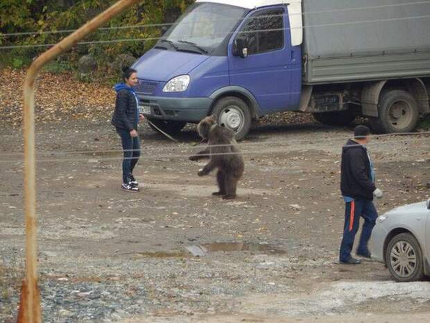 "По травке скучает!" Хозяин медведя объяснил, почему не надел на зверя намордник