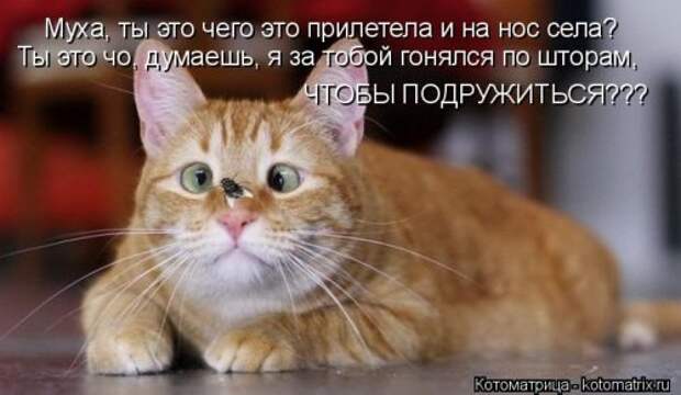 Свежая котоматрица на Бугаге (34 фото)