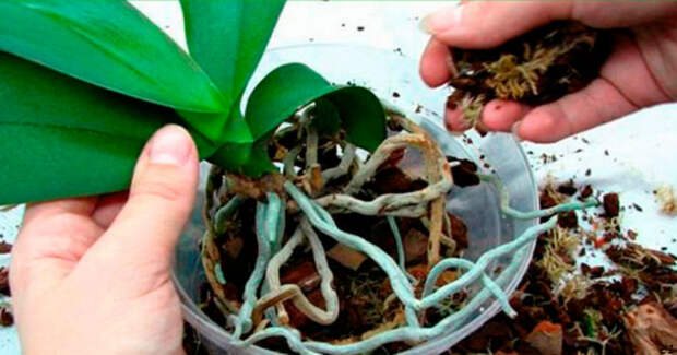 Если гниют или сохнут корни орхидеи, их еще можно спасти! Вот что делать