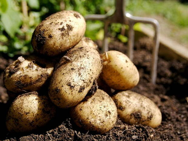 Урожайность картофеля в Липецкой области достигнет 500 тысяч тонн