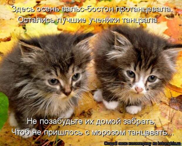 Еженедельная котоматрица (26 фото)