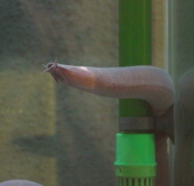 Странно, но эффективно: механизмы защиты диких животных