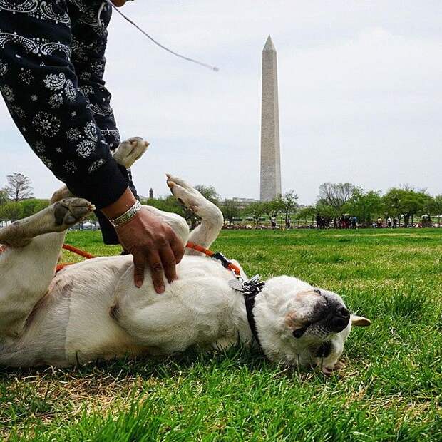 poh the dog? парень отправился в путешествие с больной собакой, собака По