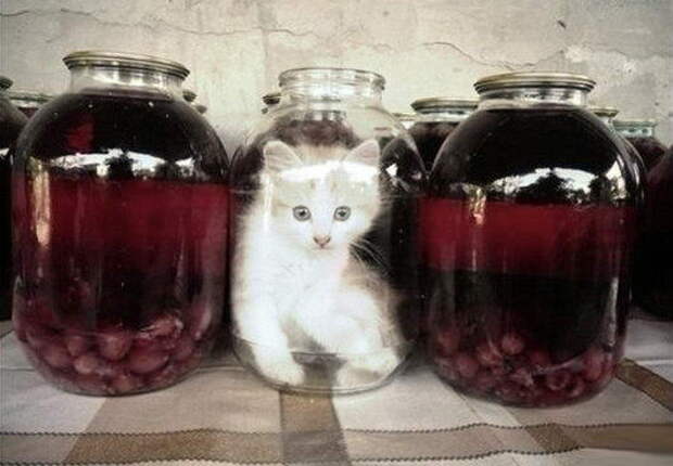 Приколы с котами. часть 12 (29 фото)