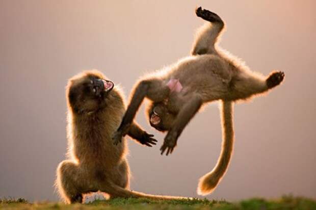 Животные, которые вдохновят вас на занятия спортом (15 фото)