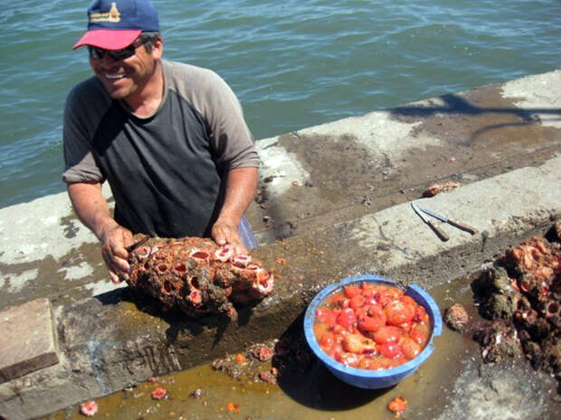 Pyura chilensis — «кровоточащий камень» с морского дна