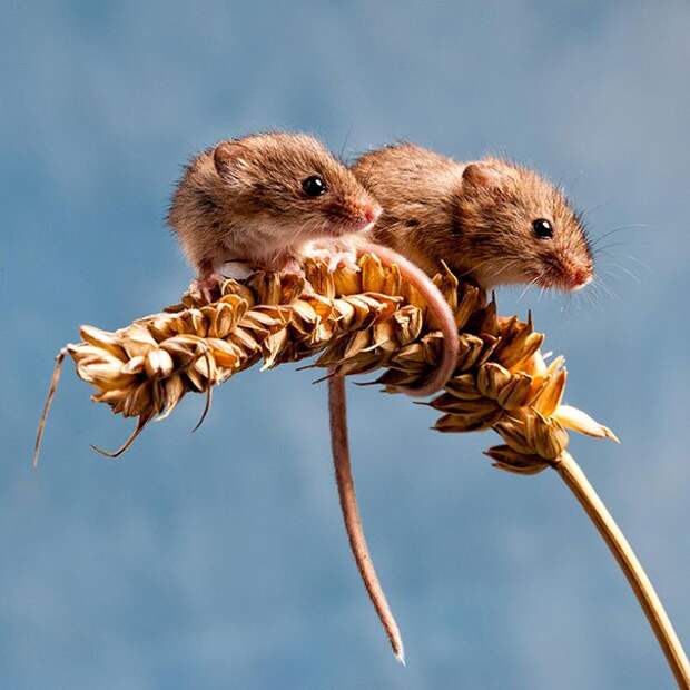 животные близнецы мыши