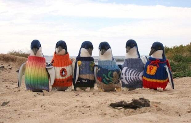 8. На пингвинов одели свитеры, чтобы они не смогли самостоятельно себя чистить во время разлива нефти ситуация, факт, фотография