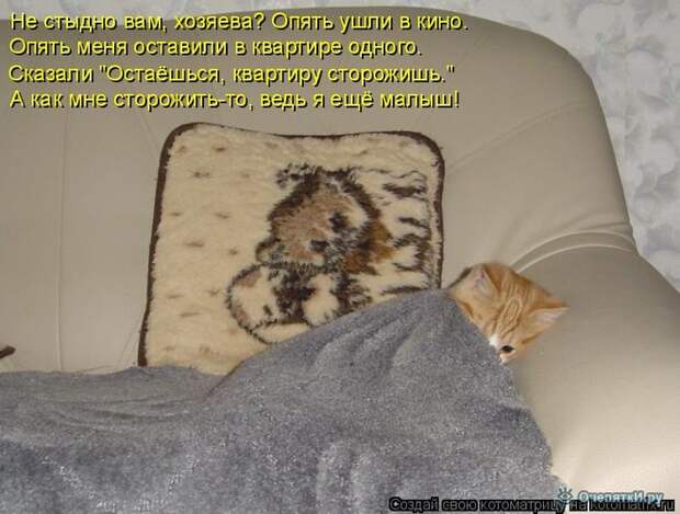 Смешные кошки в котоматрице 22