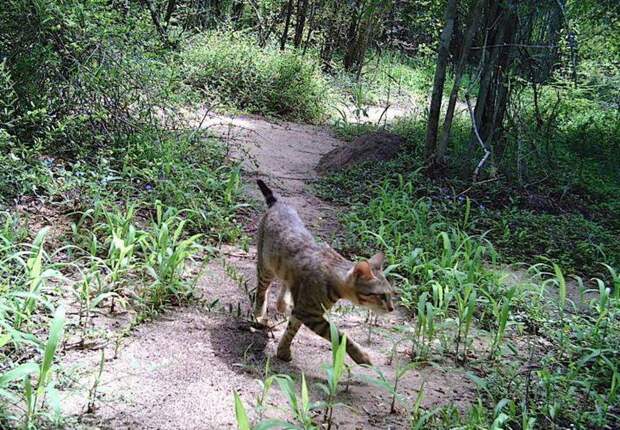 Загадка «кошачьей диаспоры» на Мадагаскаре