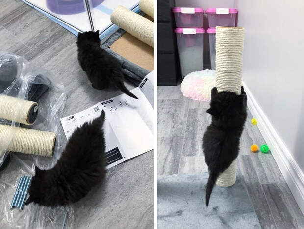 Без кота и жизнь не та