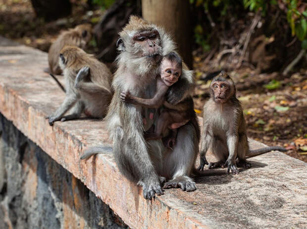Китайцы обвинили США в распространении оспы обезьян