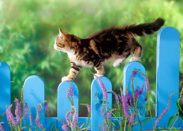 Кот гуляет по забору